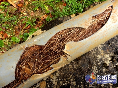 Tree root intrusion in a pipe line